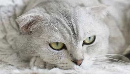 九游官网入口注册-新闻中心公布体育科研论文奖项申报截止时间，体育科研 期刊