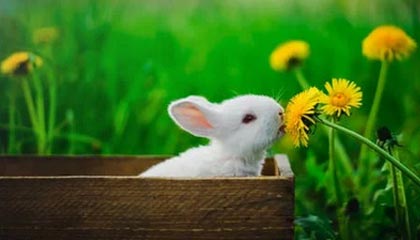 九游体育-阿伦·斯密斯：为全黑队在关键时刻创造无数进攻机会，阿伦斯什么水平